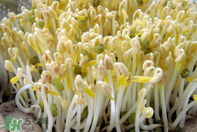 香椿和豆芽能一起吃嗎？香椿豆芽的做法大全