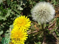 婆婆丁花能吃嗎？婆婆丁花可以吃嗎？