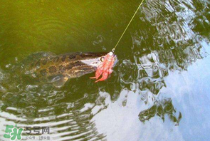 四月份能路亞黑魚嗎？路亞黑魚什么時間最好？