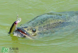 四月份能路亞黑魚嗎？路亞黑魚什么時間最好？