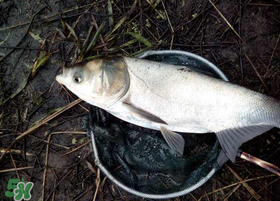 4月份能釣鰱魚嗎？四月份能釣鰱魚嗎？