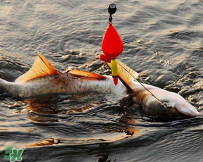 4月份能釣鰱魚嗎？四月份能釣鰱魚嗎？