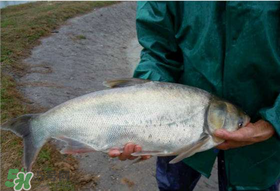 4月份能釣鰱魚嗎？四月份能釣鰱魚嗎？