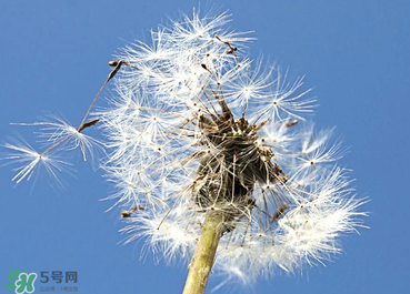 婆婆丁能治糖尿病嗎？婆婆丁可以治糖尿病嗎？