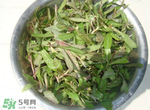曲曲菜孕婦能吃嗎？孕婦可以吃曲曲菜嗎？