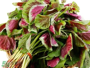 莧菜怎么摘？莧菜怎么處理