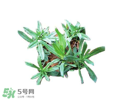 曲曲菜有什么功效？曲曲菜的功效與禁忌