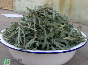 苦苦菜和蒲公英的區(qū)別 苦苦菜和蒲公英有什么區(qū)別？