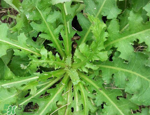 苦苦菜和蒲公英的區(qū)別 苦苦菜和蒲公英有什么區(qū)別？
