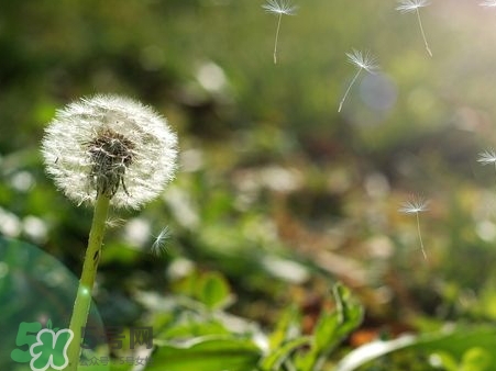 蒲公英泡水一天喝幾杯?蒲公英泡水一天喝幾次? 蒲公英泡水一天喝幾杯?蒲公英泡水一天喝幾次?