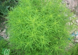 掃帚菜怎么吃？掃帚菜做法