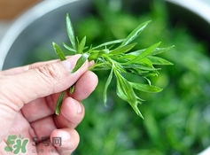 掃帚菜孕婦能吃嗎？孕婦可以吃掃帚菜嗎