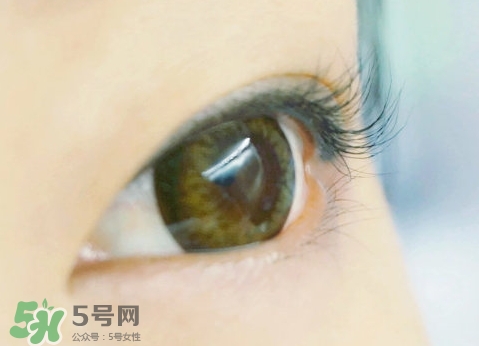 貝印和muji睫毛夾哪個好？貝印和無印良品睫毛夾對比