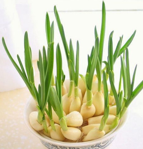 怎么種蒜苗？在家怎么種蒜苗