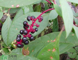 商陸可以吃嗎？商陸能不能吃？