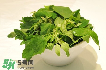 灰灰菜是什么樣子？灰灰菜圖片
