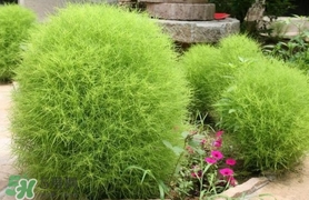 掃帚菜怎么吃？掃帚菜做法