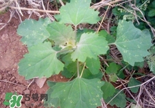 灰灰菜是什么樣子？灰灰菜圖片