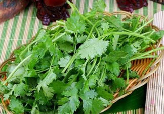 四月份可以種香菜嗎？四月份還能種香萊嗎？
