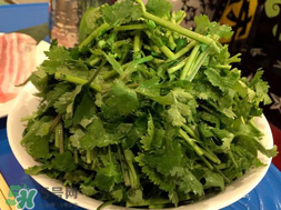 四月份可以種香菜嗎？四月份還能種香萊嗎？