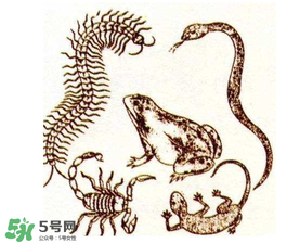 五毒日是哪幾天？2017年五毒日是哪幾天？