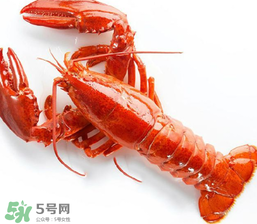 龍蝦怎么養(yǎng)不會(huì)死？大龍蝦怎么養(yǎng)不會(huì)死？