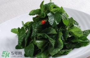 薄荷葉在哪兒買？新鮮的薄荷葉哪里買