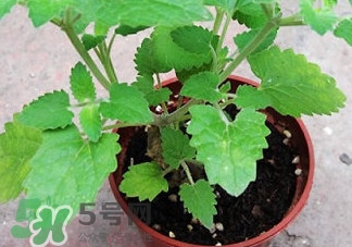 薄荷能放臥室嗎？薄荷能不能放臥室