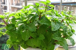 薄荷能放臥室嗎？薄荷能不能放臥室