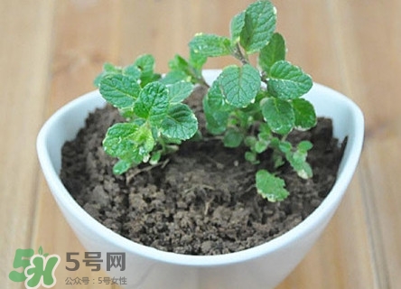 薄荷能放臥室嗎？薄荷能不能放臥室