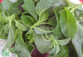 野莧菜能吃嗎？野莧菜圖片