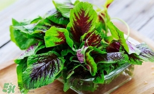 汗菜怎么摘？汗菜怎么擇