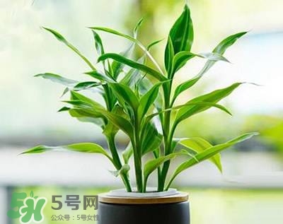 富貴竹可以和百合一起養(yǎng)嗎？富貴竹可以和什么花養(yǎng)？
