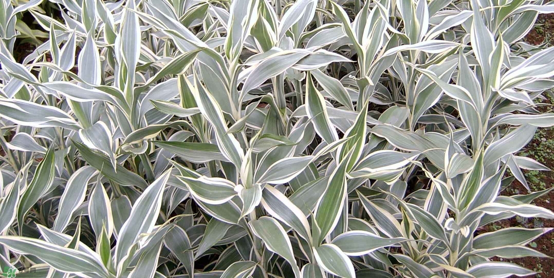 富貴竹有幾個(gè)品種？富貴竹有種子嗎？