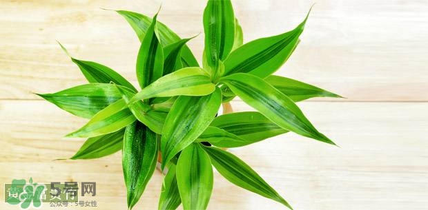 富貴竹可以和百合一起養(yǎng)嗎？富貴竹可以和什么花養(yǎng)？
