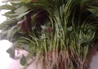 汗菜怎么摘？汗菜怎么擇