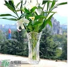 富貴竹有幾個(gè)品種？富貴竹有種子嗎？