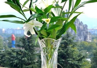 富貴竹有幾個(gè)品種？富貴竹有種子嗎？