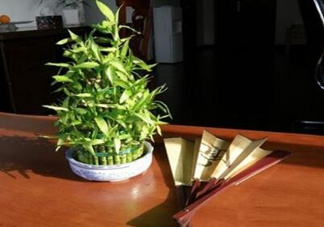 富貴竹葉子發(fā)黃怎么辦？富貴竹怎么養(yǎng)才能更旺盛？