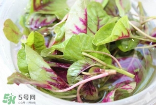 莧菜怎么洗？莧菜怎么擇