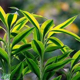 富貴竹有幾個(gè)品種？富貴竹有種子嗎？