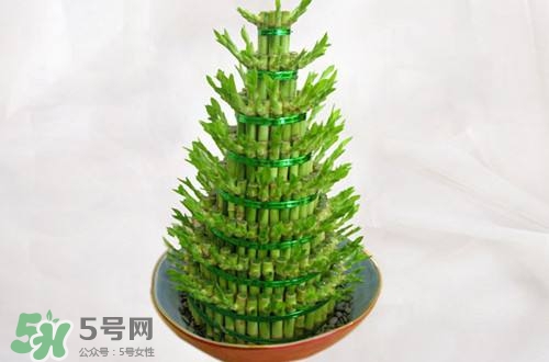 富貴竹可以和百合一起養(yǎng)嗎？富貴竹可以和什么花養(yǎng)？