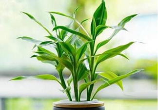 富貴竹可以和百合一起養(yǎng)嗎？富貴竹可以和什么花養(yǎng)？