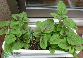 莧菜怎么種？莧菜如何種植