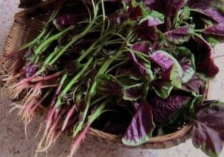 汗菜是發(fā)物嗎？汗菜是不是發(fā)物嗎