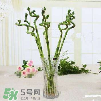 富貴竹有幾個(gè)品種？富貴竹有種子嗎？