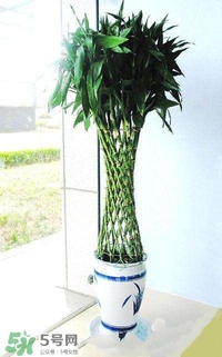 富貴竹有幾個(gè)品種？富貴竹有種子嗎？