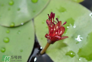 莼菜多少錢一斤？莼菜多少錢一斤2017？
