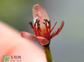 莼菜是什么菜？莼菜是荷葉嗎？