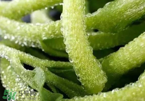 冰草什么人不能吃？冰草什么體質(zhì)不能吃？